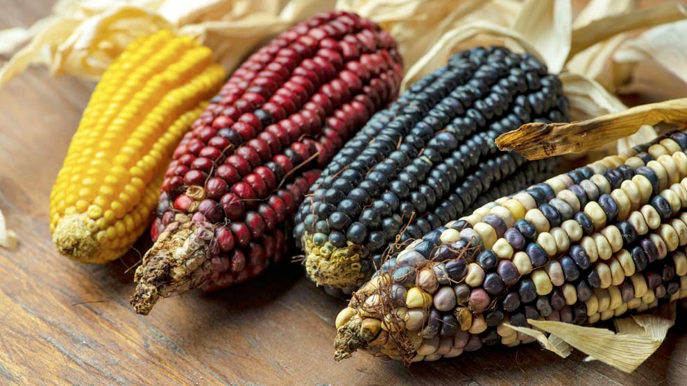 Ingredientes para proteger al cuerpo humano de contraer cáncer